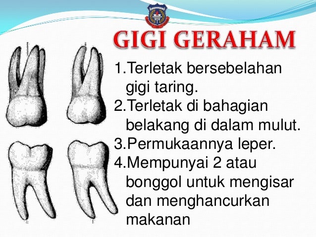  Jenis  gigi 