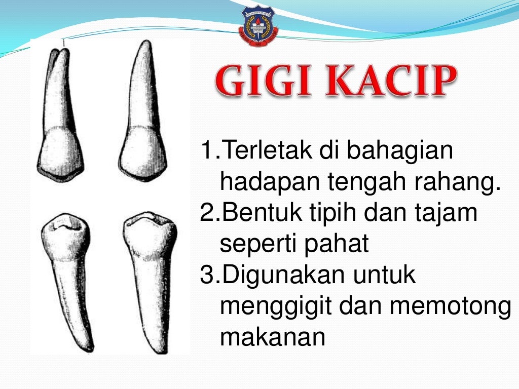 Jenis Jenis Tambal Gigi Jenis gigi