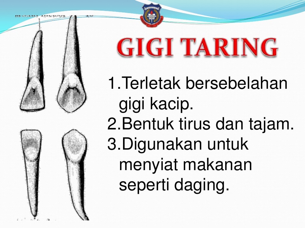 Jenis Jenis Tambal Gigi Jenis gigi