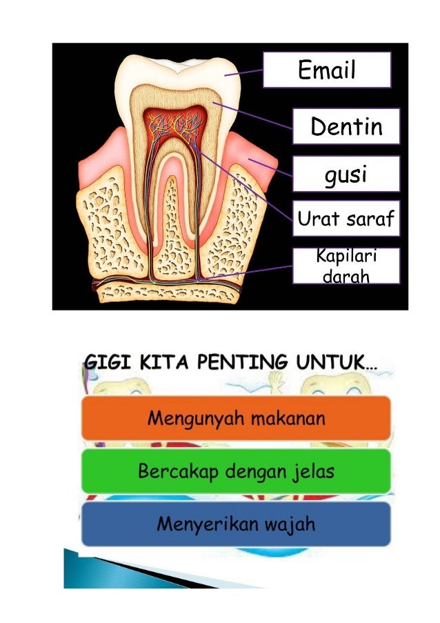 Jenis Gigi Haiwan N Manusia