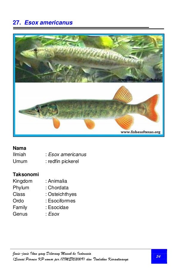 Jenis Ikan Yang Dilarang Masuk Ke Indonesia