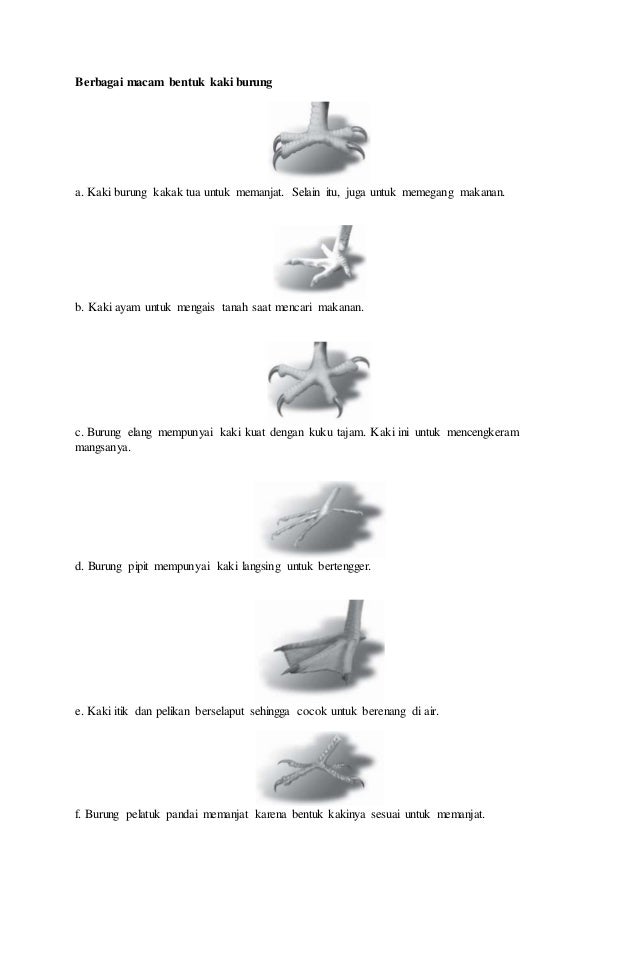 Gambar Bab 1 Spesies Ekosistem 13 Gambar Burung  Beserta 