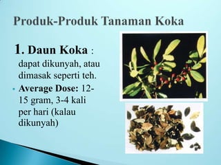 1. Daun Koka :
dapat dikunyah, atau
dimasak seperti teh.
 Average Dose: 12-
15 gram, 3-4 kali
per hari (kalau
dikunyah)
 