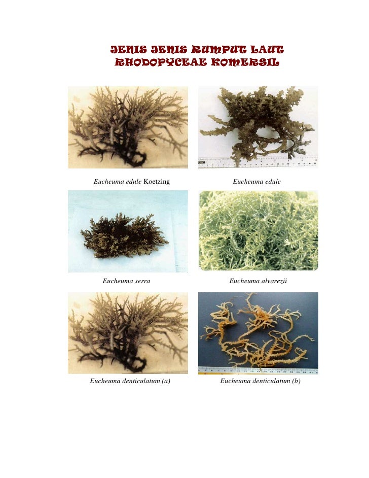 Jenis rumput laut rhodopyceae komersil