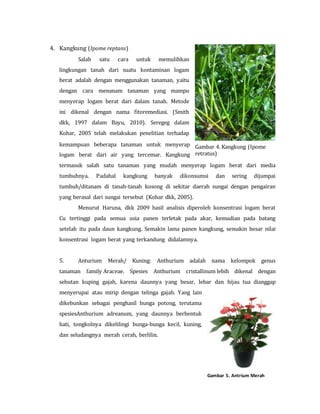 Jenis Tanaman Fitoremediasi