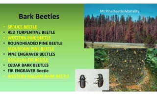 Bark Beetles
• SPRUCE BEETLE
• RED TURPENTINE BEETLE
• WESTERN PINE BEETLE
• ROUNDHEADED PINE BEETLE
MOUNTAIN PINE BEETLE
• PINE ENGRAVER BEETLES
• DOUGLAS-FIR BEETLE
• CEDAR BARK BEETLES
• FIR ENGRAVER Beetle
• WESTERN BALSAM BARK BEETLE
Mt Pine Beetle Mortality
 