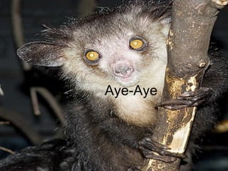 Aye-Aye 