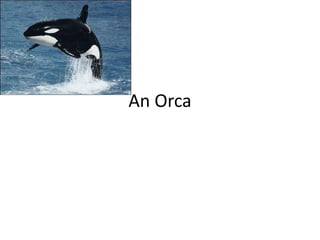 An Orca 