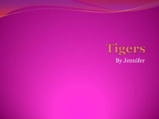 Tigers By Jennifer 