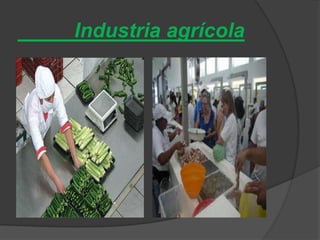 Industria agrícola
 