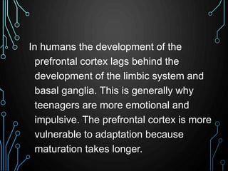 In humans the development of the 
prefrontal cortex lags behind the 
development of the limbic system and 
basal ganglia. ...