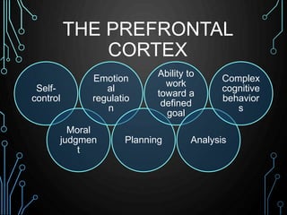 THE PREFRONTAL 
CORTEX 
Self-control 
Moral 
judgmen 
t 
Emotion 
al 
regulatio 
n 
Ability to 
work 
toward a 
defined 
P...