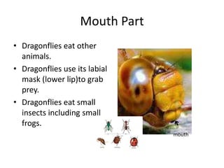 Mouth PartDragonflies eat other animals.Dragonflies use its labial mask (lower lip)to grab prey.Dragonflies eat small insects including small frogs.mouth