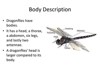 Body DescriptionDragonflies have bodies.It has a head, a thorax, a abdomen, six legs, and lastly two antennae.A dragonflies' head is larger compared to its body.