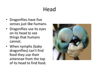 Head Dragonflies have five senses just like humans.Dragonflies use its eyes on its head to see things that humans cannot.When nymphs (baby dragonflies) can’t find food they use their antennae from the top of its head to find food. 