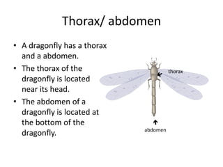 Thorax/ abdomenA dragonfly has a thorax and a abdomen.The thorax of the dragonfly is located near its head.The abdomen of a dragonfly is located at the bottom of the dragonfly.  thoraxabdomen