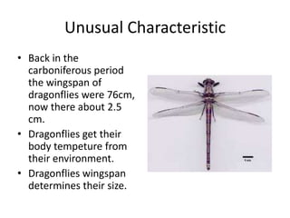 Unusual CharacteristicBack in the carboniferous period the wingspan of dragonflies were 76cm, now there about 2.5 cm.Dragonflies get their body tempeture from their environment.Dragonflies wingspan determines their size. 