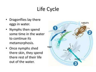 Life Cycle Dragonflies lay there eggs in water.Nymphs then spend some time in the water to continue its metamorphosis.Once nymphs shed there skin, they spend there rest of their life out of the water.nymphseggsAdult