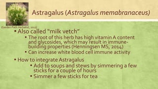 Astragalus (Astragalus memabranaceus) 
(Garden Path Herbalist, 2011) 
▪ Also called “milk vetch” 
▪ The root of this herb has high vitamin A content 
and glycosides, which may result in immune-building 
properties (Henningsen MS, 2014) 
▪ Can increase white blood cell immune activity 
▪ How to integrate Astragalus 
▪ Add to soups and stews by simmering a few 
sticks for a couple of hours 
▪ Simmer a few sticks for tea 
 