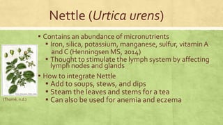 Nettle (Urtica urens) 
(Thomé, n.d.) 
▪ Contains an abundance of micronutrients 
▪ Iron, silica, potassium, manganese, sulfur, vitamin A 
and C (Henningsen MS, 2014) 
▪ Thought to stimulate the lymph system by affecting 
lymph nodes and glands 
▪ How to integrate Nettle 
▪ Add to soups, stews, and dips 
▪ Steam the leaves and stems for a tea 
▪ Can also be used for anemia and eczema 
 