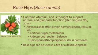 Rose Hips (Rose canina) 
▪ Contains vitamin C and is thought to support 
adrenal and glandular function (Henningsen MS, 
2014) 
▪ Adrenal glands affect certain hormones (Starr, 2006, pp. 
521) 
▪ Cortisol- sugar metabolism 
▪ Aldosterone- sodium balance 
▪ Epinephrine/Norepiniphrine- stress hormones 
▪ Rose hips can be used in a tea or a delicious spread 
(Herbal Extracts Plus, n.d.) 
 