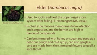 Elder (Sambucus nigra) 
▪ Used to sooth and heal the upper respiratory 
system after falling ill (Henningsen MS, 2014) 
▪ Protects the mucous membranes from infection 
and congestion, and the berries are high in 
flavonoid compounds 
▪ Can be simmered with honey or sugar and used as a 
delicious cough and cold syrup, can also gargle a 
cold tea made from the simmered flowers to quell a 
sore throat 
(Herbal Extracts Plus, n.d.) 
 