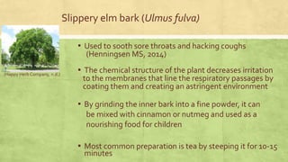 Slippery elm bark (Ulmus fulva) 
▪ Used to sooth sore throats and hacking coughs 
(Henningsen MS, 2014) 
▪ The chemical structure of the plant decreases irritation 
to the membranes that line the respiratory passages by 
coating them and creating an astringent environment 
▪ By grinding the inner bark into a fine powder, it can 
be mixed with cinnamon or nutmeg and used as a 
nourishing food for children 
▪ Most common preparation is tea by steeping it for 10-15 
minutes 
(Happy Herb Company, n.d.) 
 