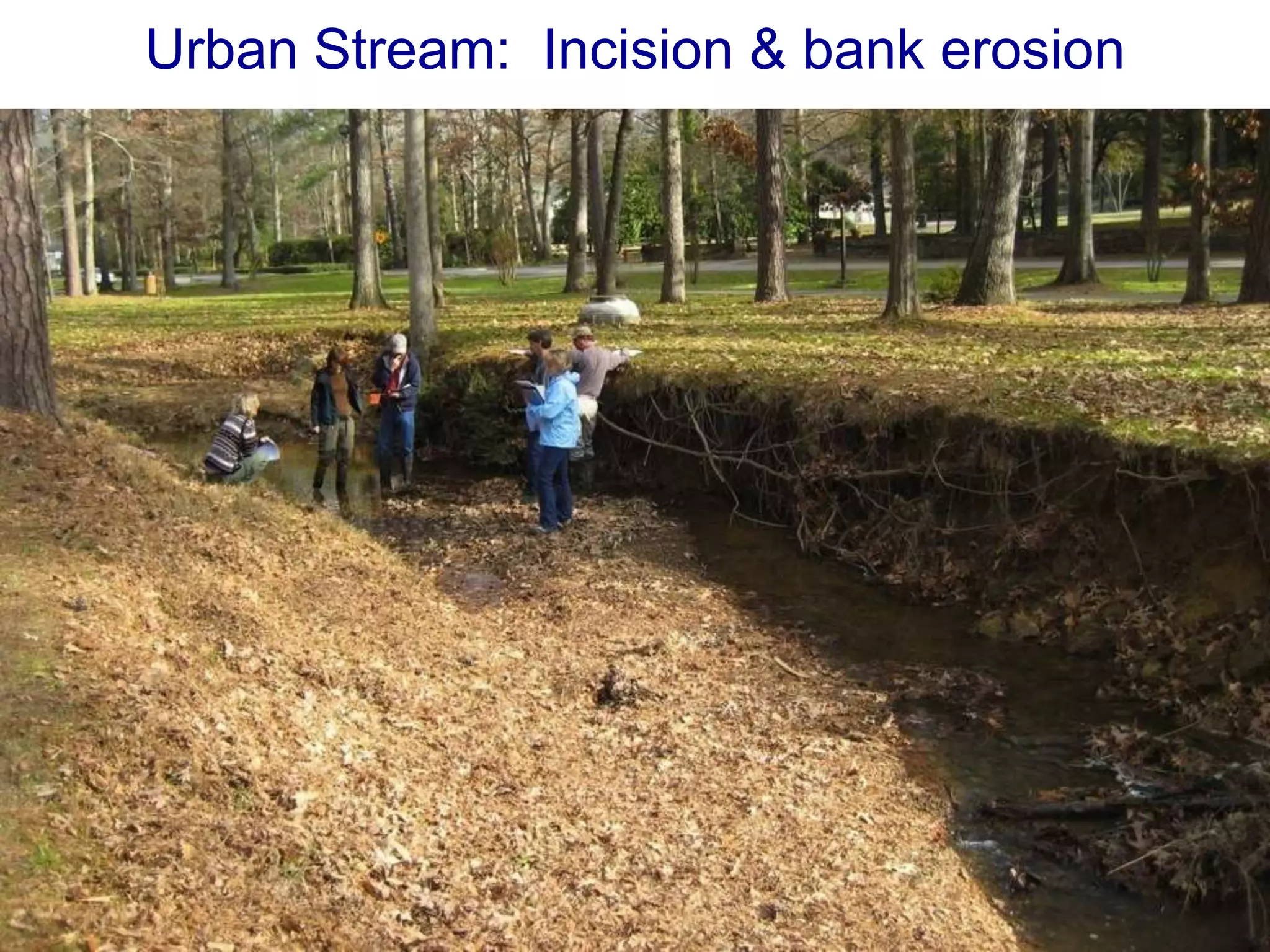 Urban Stream: Incision & bank erosion
 