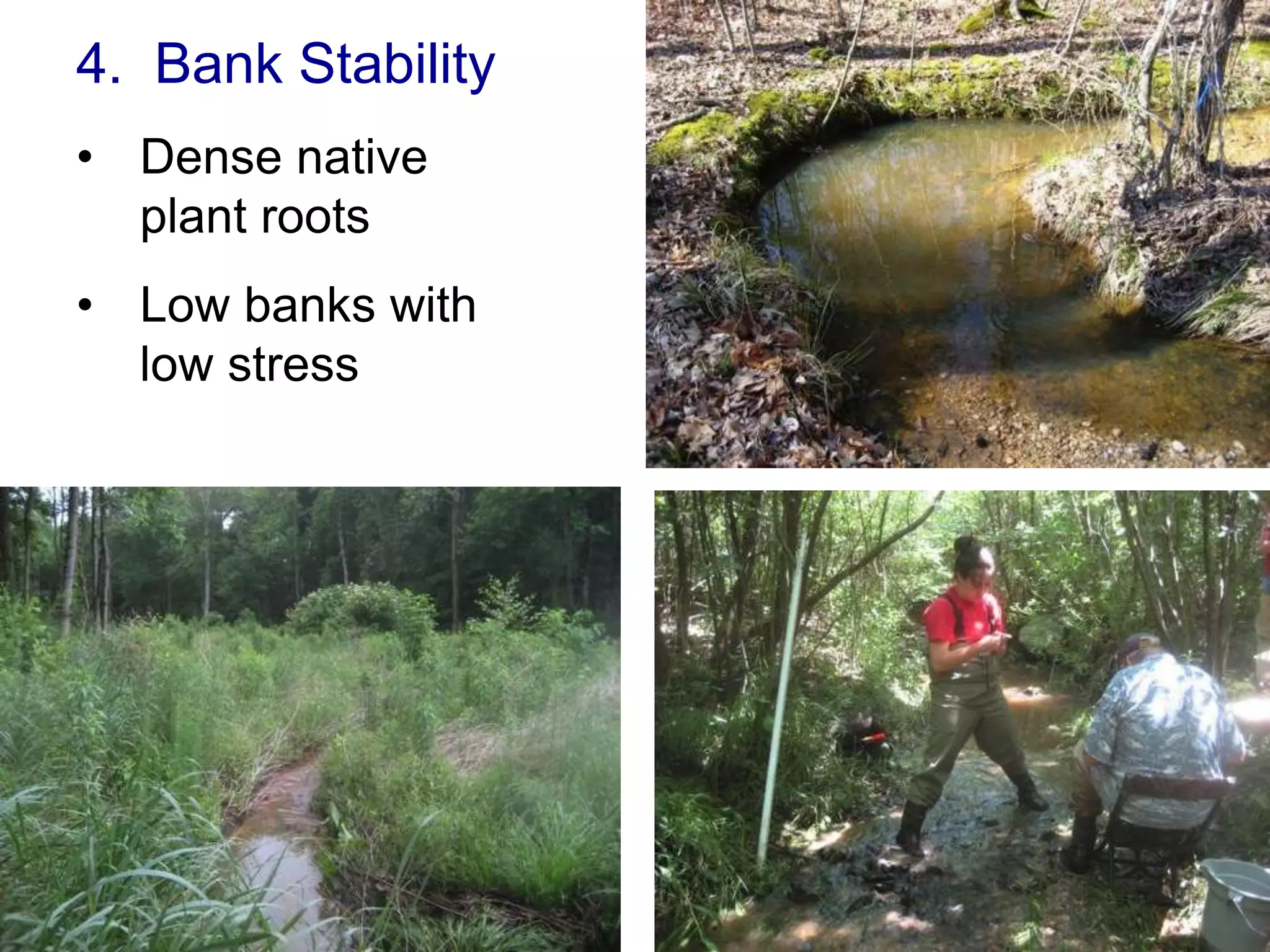 4. Bank Stability
• Dense native
  plant roots
• Low banks with
  low stress
 