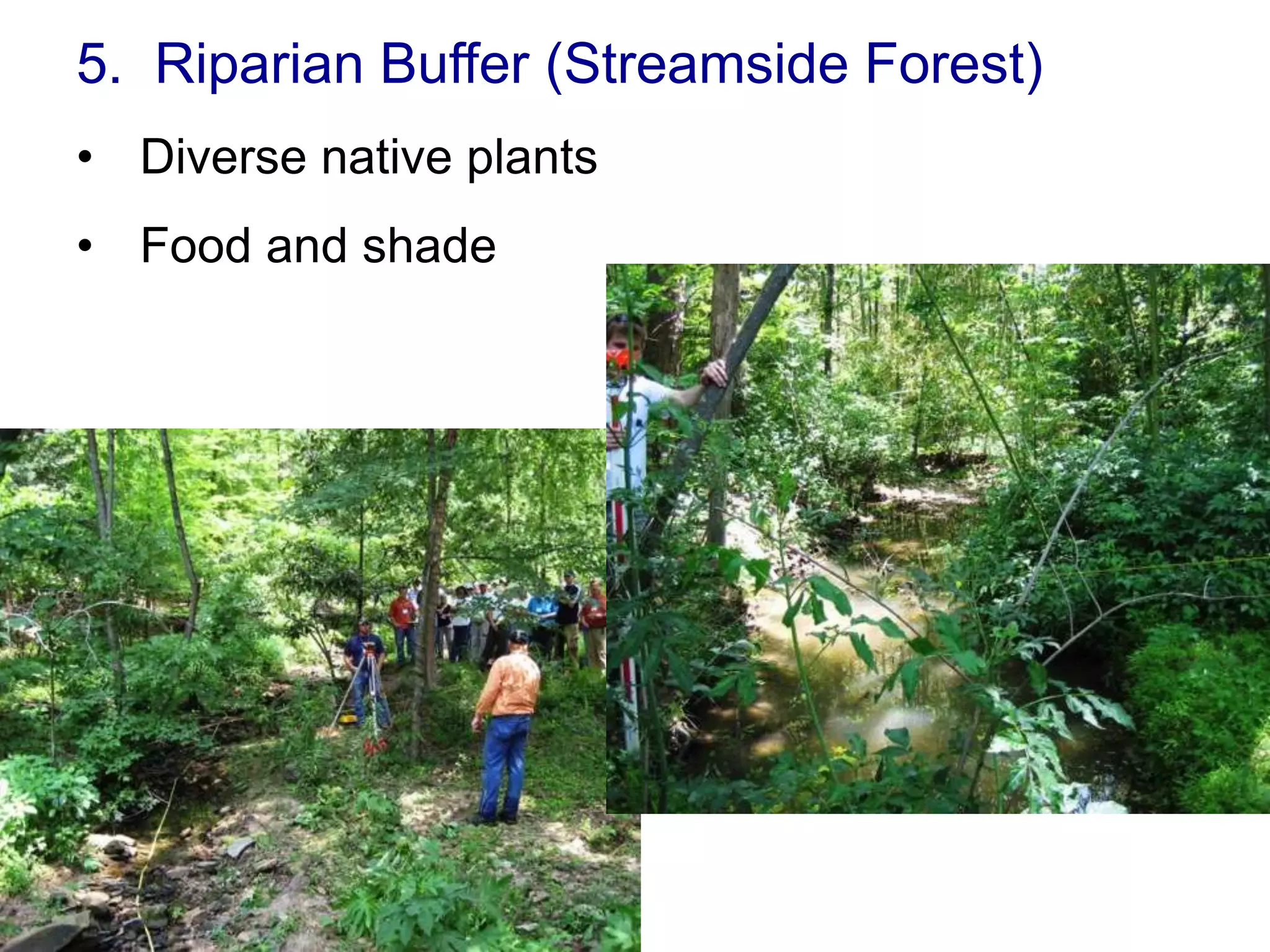 5. Riparian Buffer (Streamside Forest)
• Diverse native plants
• Food and shade
 