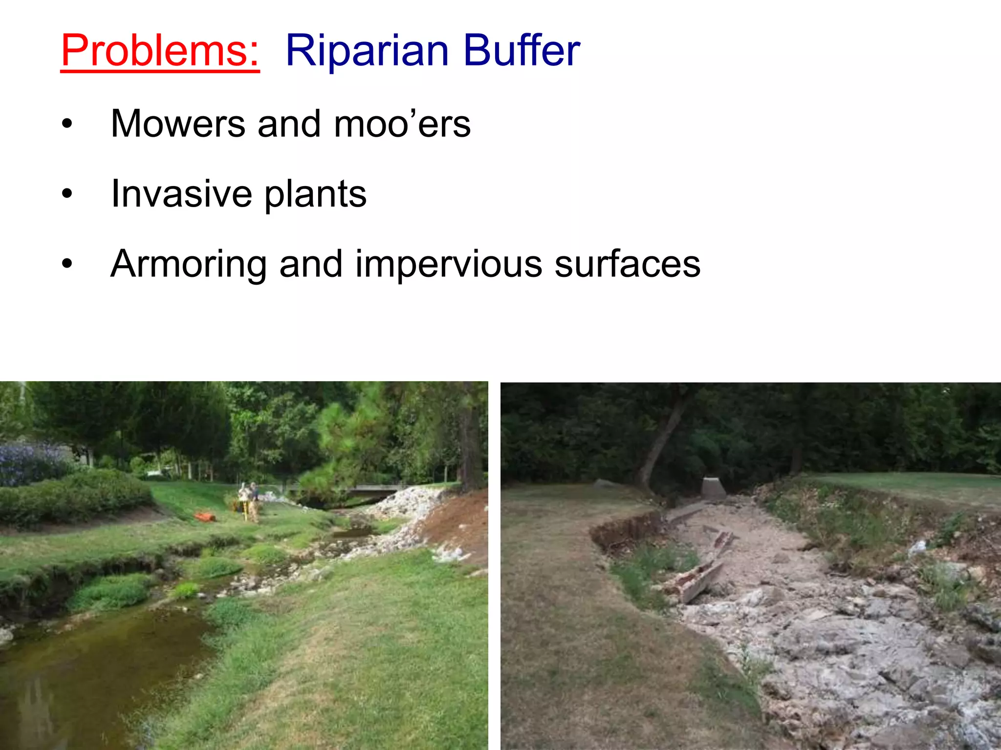 Problems: Riparian Buffer
• Mowers and moo’ers
• Invasive plants
• Armoring and impervious surfaces
 