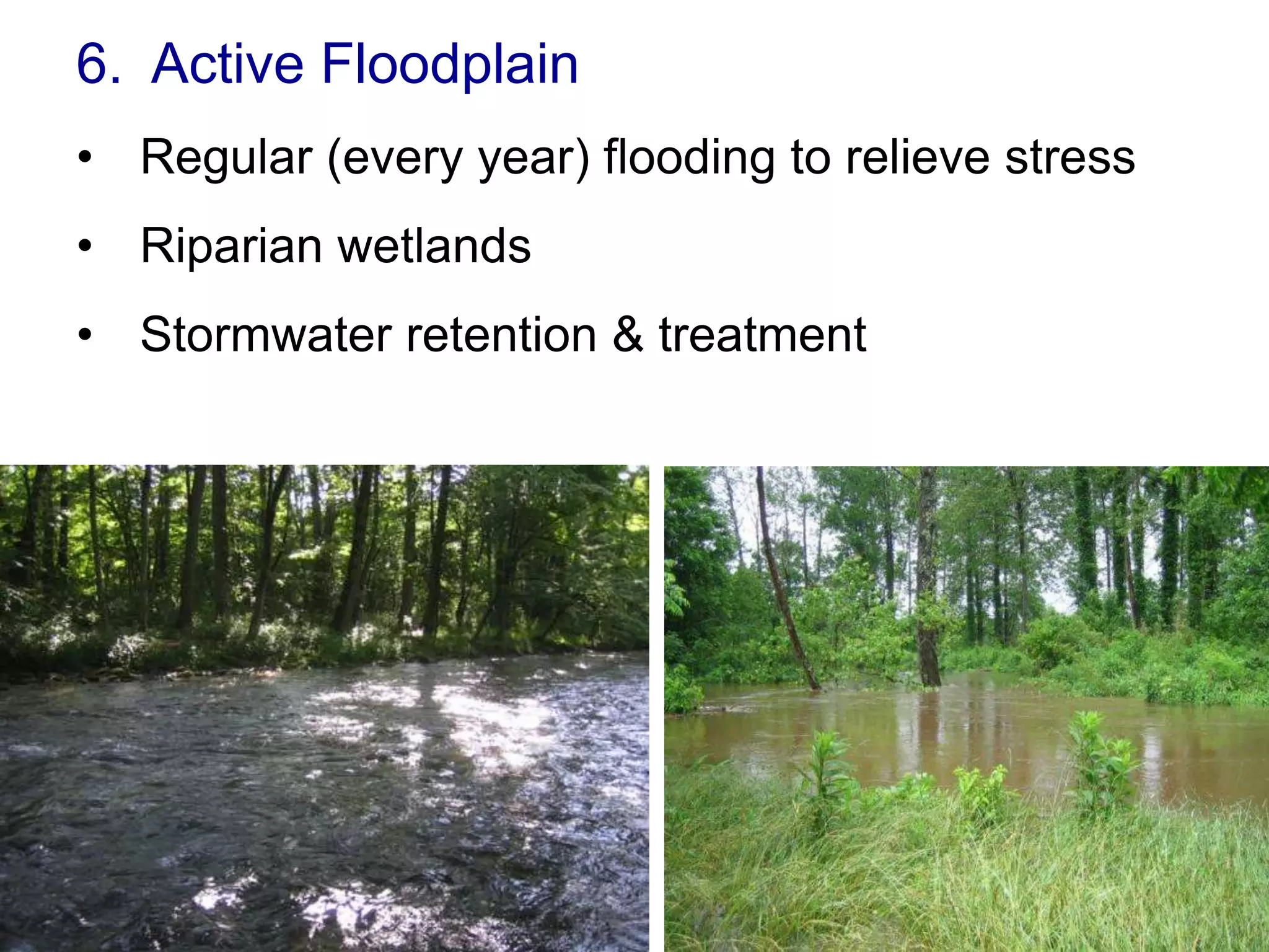 6. Active Floodplain
• Regular (every year) flooding to relieve stress
• Riparian wetlands
• Stormwater retention & treatment
 