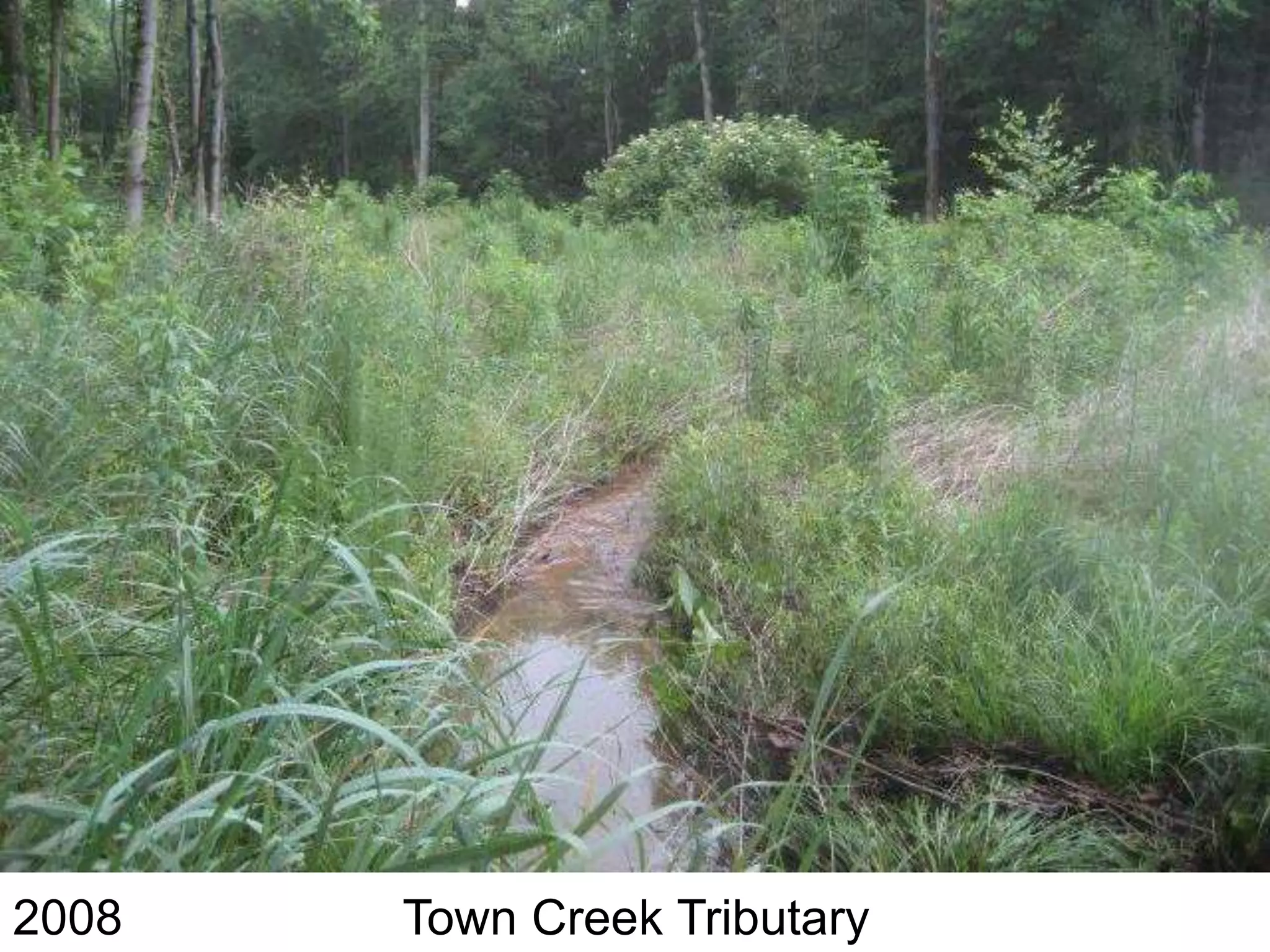 2008   Town Creek Tributary
 