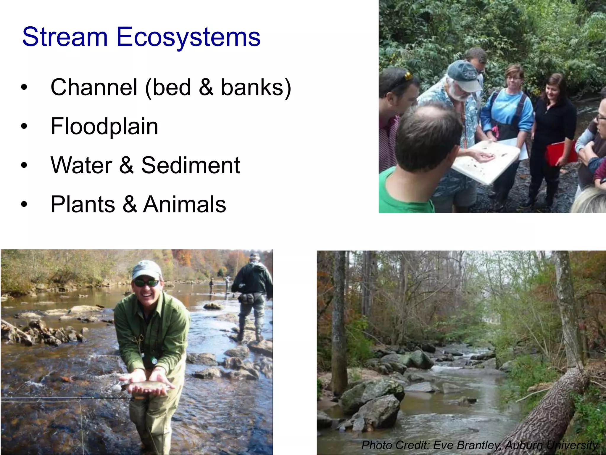 Stream Ecosystems
• Channel (bed & banks)
• Floodplain
• Water & Sediment
• Plants & Animals




                          Photo Credit: Eve Brantley, Auburn University
 