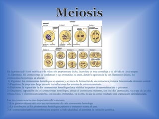 En la primera división meiótica o de reducción propiamente dicha, la profase es muy compleja y se divide en cinco etapas:
1) Leptoteno: los cromosomas se condensan y sus cromatides se unen, dando la apariencia de ser filamentos únicos, los
cromosomas homólogos se alinean.
2) Zigoteno: los cromosomas homólogos se aparean y se inicia la formación de una estructura proteica denominada elemento central.
3) Paquiteno: la etapa mas larga durante la cual ocurren los eventos de entrecruzamiento.
4) Diploteno: la separación de los cromosomas homólogos hace visibles los puntos de recombinación o quiasmas.
5) Diacinesis: separación de los cromosomas homólogos, donde el cromosoma materno, con sus dos cromatides, va a una de las dos
células hijas, y el cromosoma paterno, con sus dos cromatides, va la otra, lo que da como resultado una segregación desbalanceada.
Las tres consecuencias mas importantes de la meiosis:
1) Los gametos tienen nada mas un representante de cada cromosoma homologo.
2) La distribución de los cromosomas homólogos paternos y maternos ocurre al azar.
3) El entrecruzamiento o recombinación asegura la individualidad, al aumentar la variación genética.
 