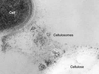 Cell

Cellulosomes

Cellulose

 