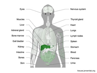 tissues.jensenlab.org