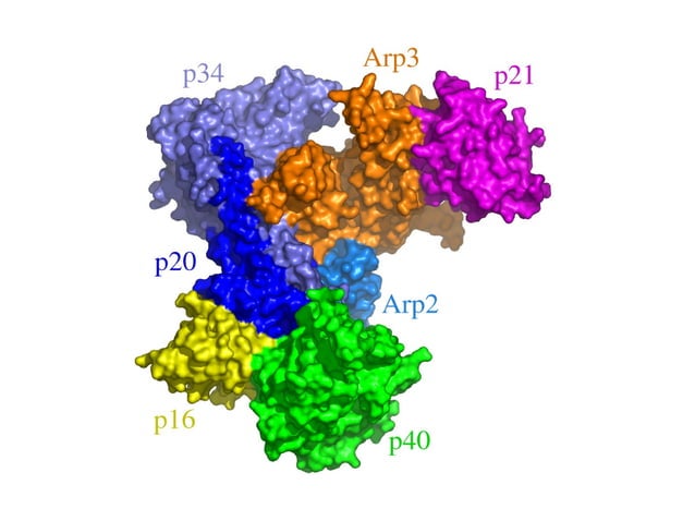 STRING: Protein networks from data and text mining | PPT