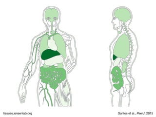 tissues.jensenlab.org Santos et al., PeerJ, 2015
 