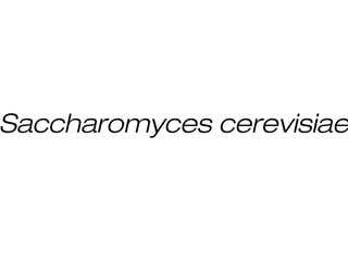 Saccharomyces cerevisiae
 