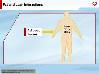 Fatty acid metabolism in humans