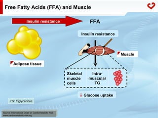Fatty acid metabolism in humans