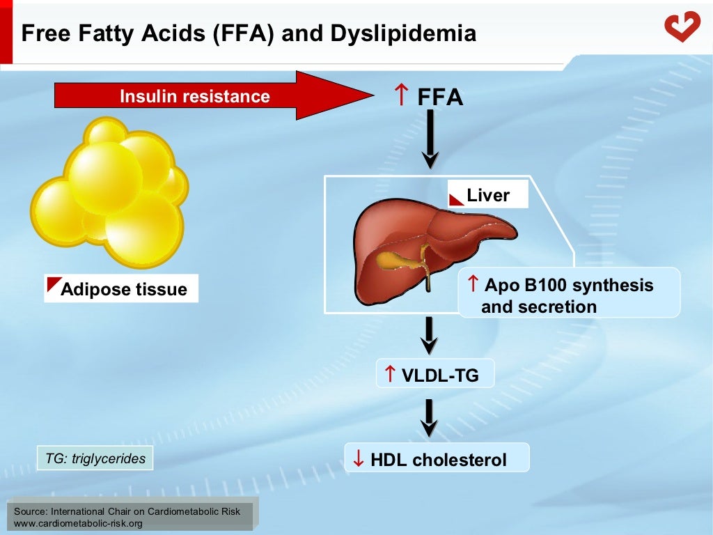 Fatty acid metabolism in humans