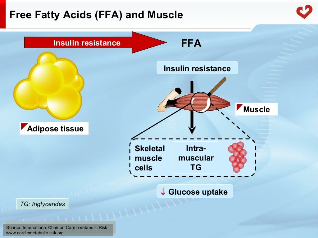 Fatty acid metabolism in humans