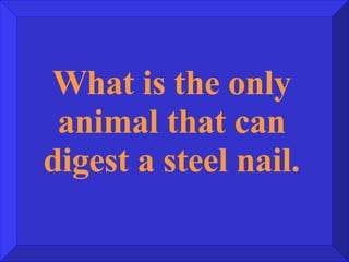 What is the only animal that can digest a steel nail. 