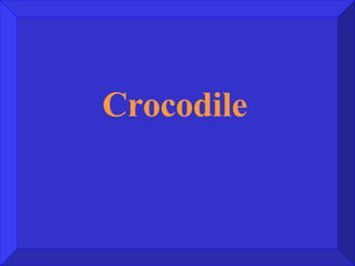 Crocodile  