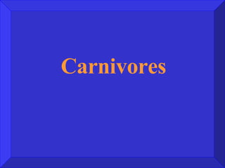 Carnivores 