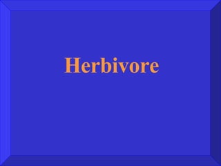 Herbivore 