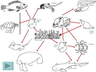 Mero Manatí Tortuga caguama Raya Caracol Rosa Pulpo Langosta Morena Caracol Tulipán Cangrejo Tiburón nodriza Caracol Rosa Pasto marino 