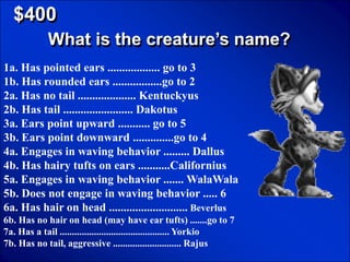 © Mark E. Damon - All Rights Reserved

   $400
               What is the creature’s name?
1a. Has pointed ears .................. go to 3
1b. Has rounded ears .................go to 2
2a. Has no tail .................... Kentuckyus
2b. Has tail ........................ Dakotus
3a. Ears point upward ........... go to 5
3b. Ears point downward ..............go to 4
4a. Engages in waving behavior ......... Dallus
4b. Has hairy tufts on ears ...........Californius
5a. Engages in waving behavior ....... WalaWala
5b. Does not engage in waving behavior ..... 6
6a. Has hair on head ........................... Beverlus
6b. Has no hair on head (may have ear tufts) .......go to 7
7a. Has a tail ............................................. Yorkio
7b. Has no tail, aggressive ............................ Rajus
 